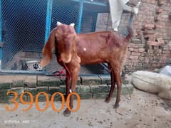 bakri pehla soua sheep pehla soya Bakra. 4 month chatra 3 month 15 din