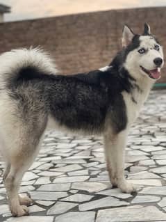 I want to sell my Husky Female Wooly Coat