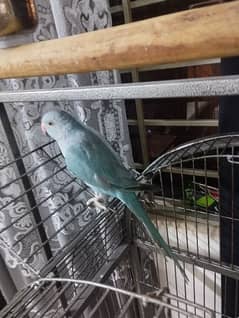 Talking blue ringneck for sale