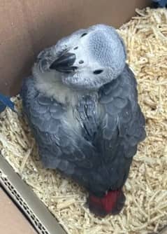 Arjun Grey Parrot for sale3 age. 03434057183