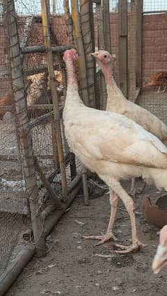 Turkey white and pied for sale