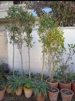 Ficus Benjamin plant