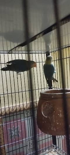 Parblue male parblue split ino female breeder pair