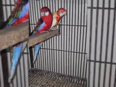 Rosella Pair