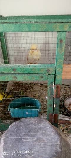 Australian parrots pair