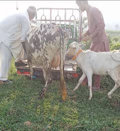 cow for sell