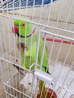 parrot