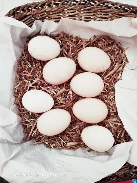 Eggs Shamoo Japanese / Murga / Hen / Shamo / Chicks  / اصیل شامو 0