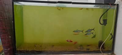 4 feet Aquarium with All fish'is