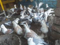 Total 40 pigeon hain