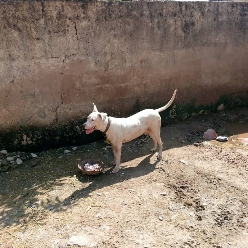 kohati Gultair male dog available for sale 1