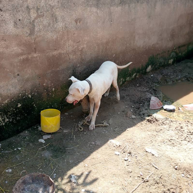 kohati Gultair male dog available for sale 3