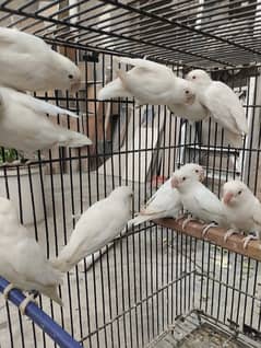 love birds  Albino Redeye, Decino, Pastelino Breeder pieces