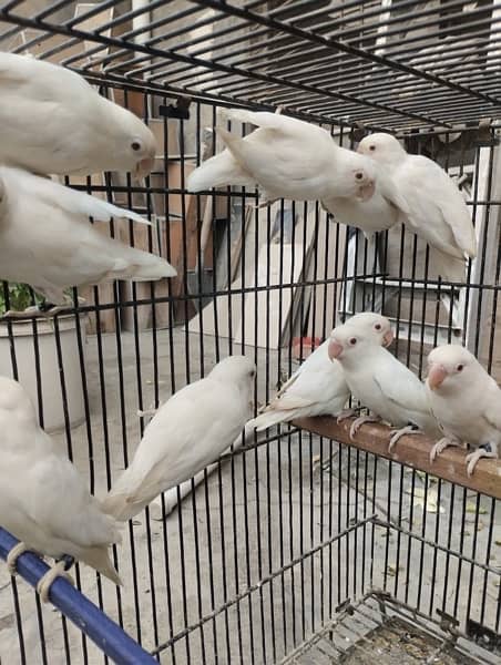 Love birds / Albino Redeye / Decino / Pastelino /Breeder pieces 0