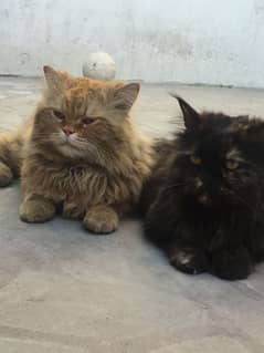 doll face Persian cat and kitten