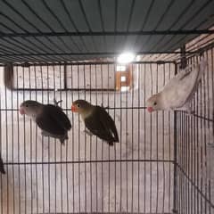 lovebirds for sale