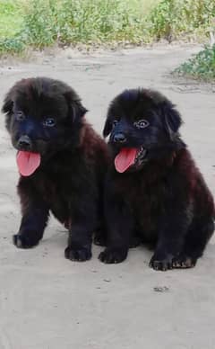 black German Shepherd long cot pair