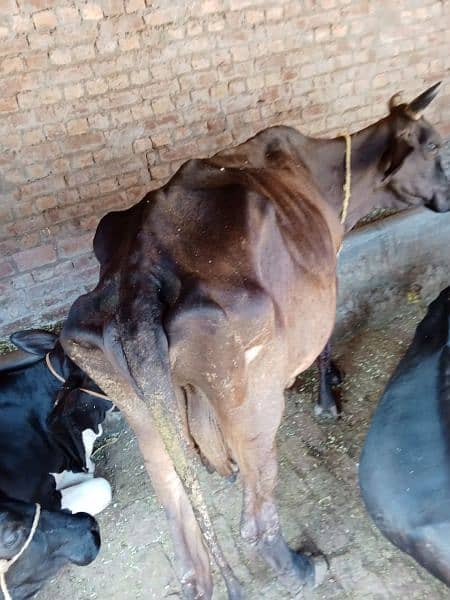 cows for sale contact number 03114632888 2