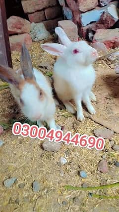 white and brown rabbits