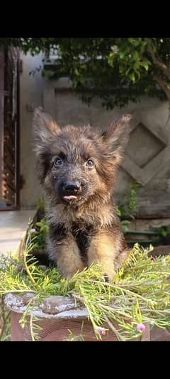 Gsd male puppy