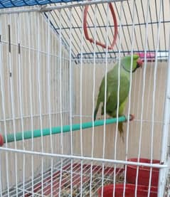 Ring neck green parrot