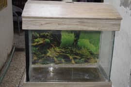 fish aquarium