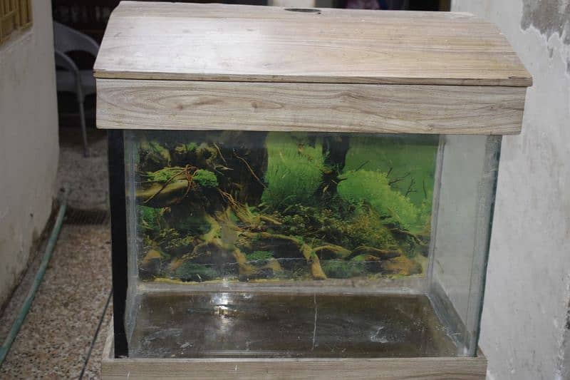 fish aquarium 0