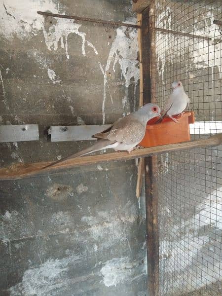 Total 7 pairs of dove for sale. Active and healthy pairs available . 9