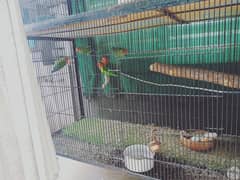 Full setup of LoveBirds For Sale