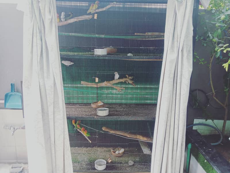 Full setup of LoveBirds For Sale 4