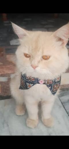 Male Persian Cat, 15 Months Old, Lion-Gold 3 Coat, Litter Trained