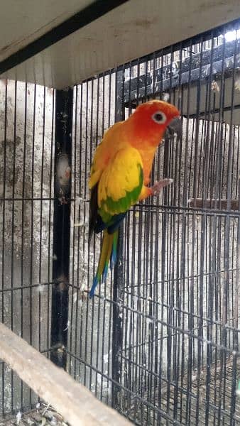 Sun conure male 2