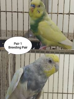 Healthy Budgies