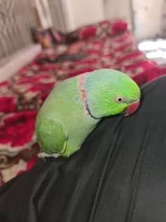 parrot