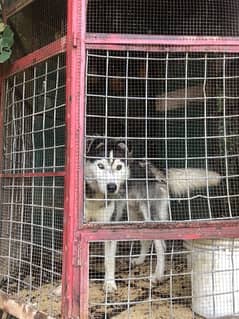 siberian husky male 10 months old