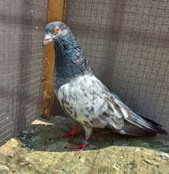 pigeon