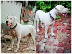 bully female for sale