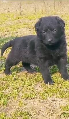 black German Shepherd double coat mail 2 months for sale 0