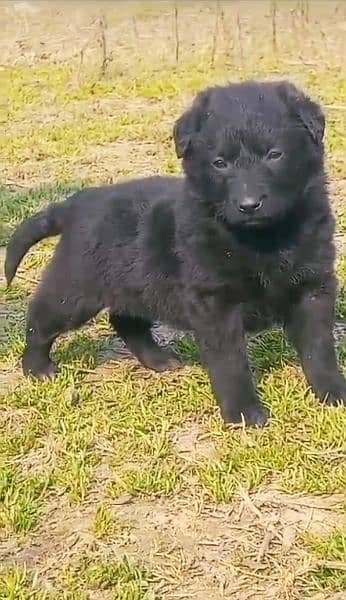 black German Shepherd double coat mail 2 months for sale 0