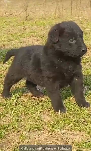 black German Shepherd double coat mail 2 months for sale 1