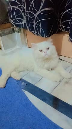 House trained cats for sale hotsell