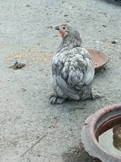 bantam