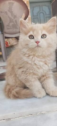 cat for sale vaccine clear sehatmand  my WhatsApp 0322=600=8812