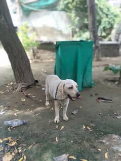 2 year pure labrador feamale