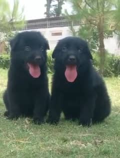 black Shepherd long coat puppy for sale