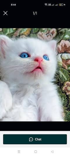 cat for sale waxing clear sehatmand my WhatsApp 0322=600=88=12