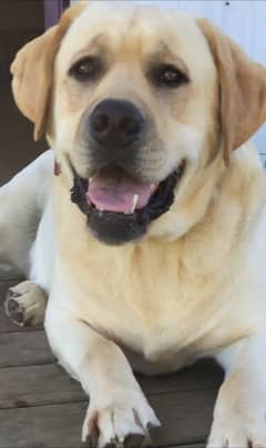 British Labrador female for sale # Labra # female #  breeder# Labrador 0