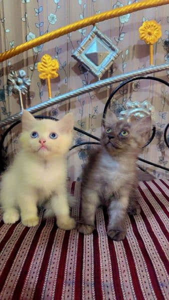 Persian pair / tripple coated /  beautiful / blue eyes / Cute face 0