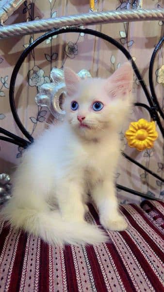 Persian pair / tripple coated /  beautiful / blue eyes / Cute face 1