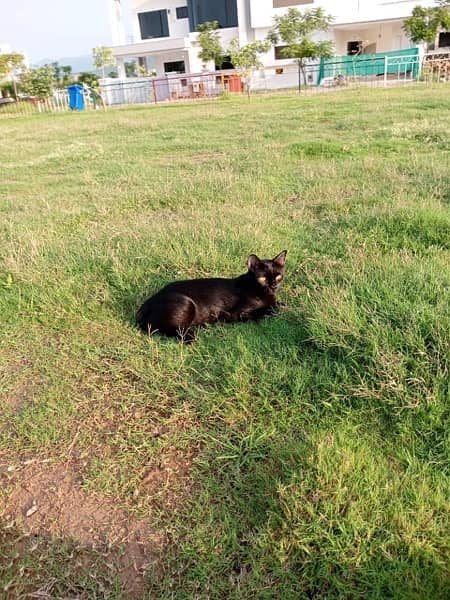 siamese and persian crossbreed 0